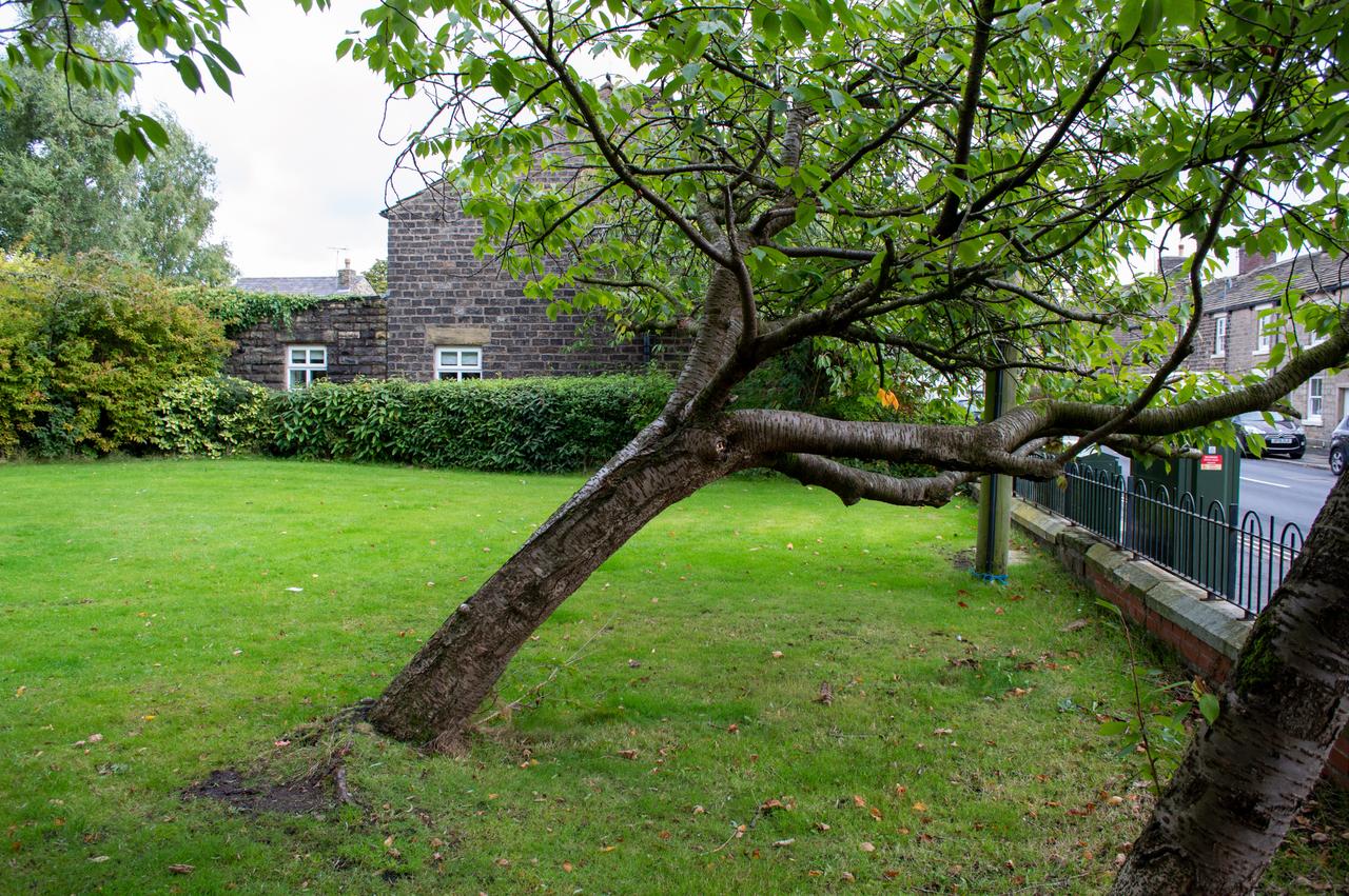 Leaning cherry tree in park