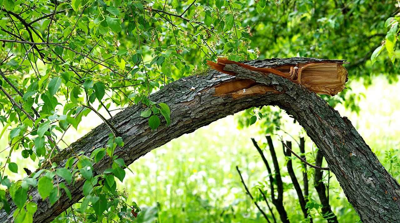 tree trunk broken after stormy weather