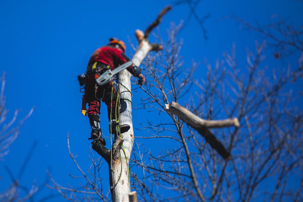 Arborist tree surgeon cutting tree branches with chainsaw, lumberjack woodcutter in uniform climbing and working on heights, process of tree pruning and sawing on the top