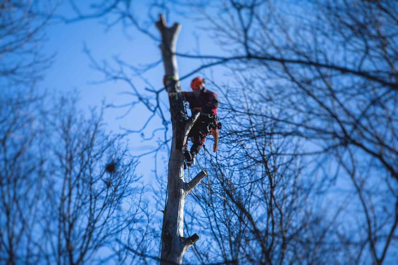 Arborist tree surgeon cutting tree branches with chainsaw, lumberjack woodcutter in uniform climbing and working on heights, process of tree pruning and sawing on the top