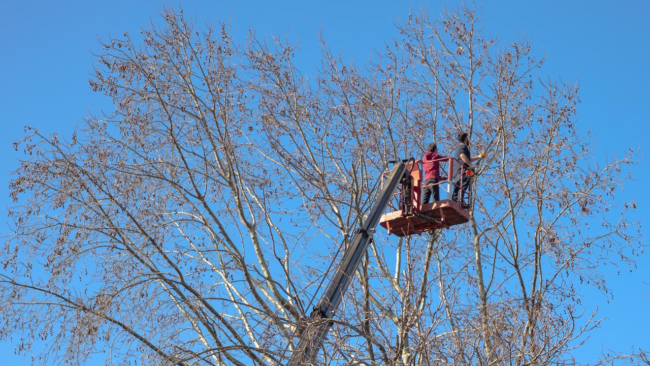 Two men pruning a tree by chainsaw, standing on a elevated platform. Tree pruning time. Workers pruning a tree. Gardening background photo.