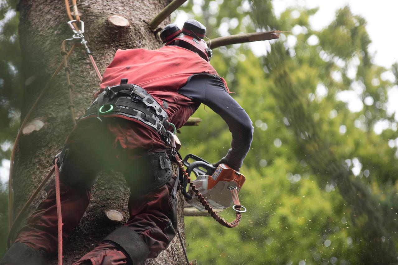 aborist working at height during tree care and tree pruning